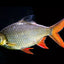 TINFOIL BARB FISH
