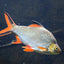 TINFOIL BARB FISH