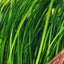 VALLISNERIA NANA POT PLANT